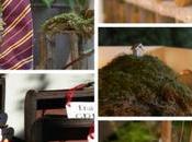 Bodas