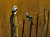 Monjita dominica (Black-and-white Monjita) Xolmis dominicanus