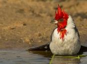 Cardenal, Fibonacci, encuadre firmas