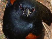 Boyerito (Variable oriole) Icterus pyrrhopterus