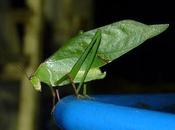 Descubren insecto vivió hace millones años #Animales