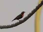 Pecho colorado (White-browed Blackbird) Sturnella superciliaris