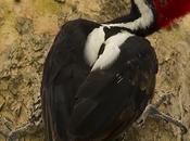 Carpintero garganta negra (Crimson-crested Woodpecker) Campephilus melanoleucos