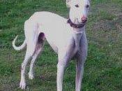 Vaal, precioso galgo color marfil, abandonado maltratado, urge acogida adopción. (madrid