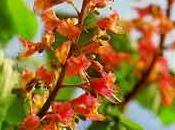origen Flores Bach
