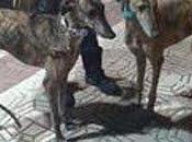 Situación insostenible galgos abandonados polígono sevilla