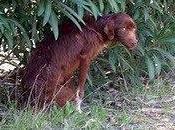 Steve huesos asustado,no aguantará calle. (Córdoba)