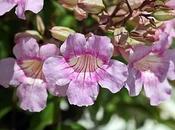 Bignonia rosada Podranea ricasoliana