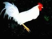 MATANZA GALLO BLANCO