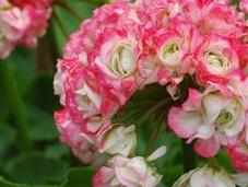 Malvón Pelargonium hortorum