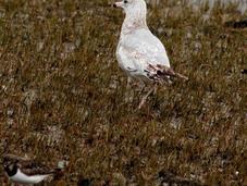 Gaviota delaware invierno-larus delawarensis-ring billed gull