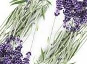 Lavanda excelente antiseptico,combate gastritis,hipertensión,quemaduras,imsomnio