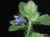 Veronica hederifolia