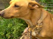 perrera sino muere antes