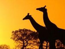 Parque nacional Kruger