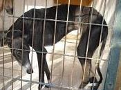 CADIZ NOVEDADES febrero GALGOS NUEVOS PERRERA JEREZ, muchos peligro muerte inmediata.