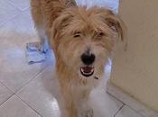 Gofy necesita hogar