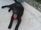 Macho negrito pequeñito macho grande, meses, podrían perrera!