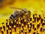 Abejas girasol bees sunflower.