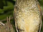 Chululú pintado (Variegated Antpitta) Grallaria varia