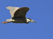 bruja volando