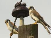 Halconcito colorado (American Kestrel) Falco sparverius