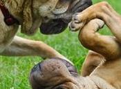 consejos para éxito quieres tener segundo perro casa