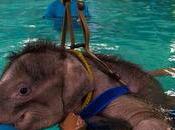 Pequeña elefanta mutilada vuelve caminar gracias tratamiento piscina [Video]