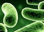 Flora intestinal, bacterias, estrés salud