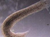 Phylum platelmintos (gusanos planos)