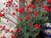Kleinia grantii Senecio