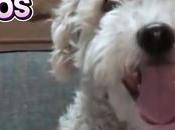 Liked YouTube: MOMENTOS GRACIOSOS CURLY FERNANFLOO