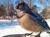 Retratos primer plano pájaros patio trasero fotógrafo