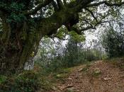 árbol marcado