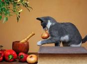 Verduras Pueden Comer Gatos? Alimentación Sana Para Nuestra Mascota.