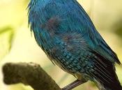 Tersina (Swallow tanager) viridis