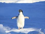Pingüinos cielo mente