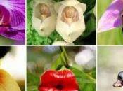 Orquídeas forma animales