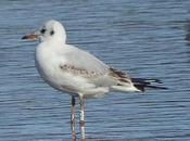 Gaviota reidora holandesa