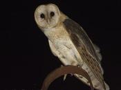 Lechuza campanario (Barn owl) Tyto alba