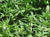 Sésamo poder curativo