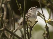 Piojito picudo (Plain Tyrannulet) Inezia inornata