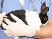 Vacunas Conejos: Contra Vacunan Cuándo Vacunarlos