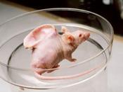 Organos desarrollados animales podría trasplantados humanos