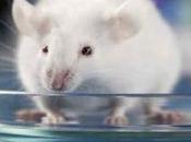 Científicos logran curar diabetes ratones