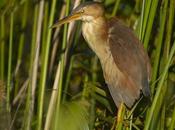 Mirasol chico (Least Bittern) Ixobrychus exilis