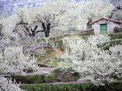 Primavera Cerezo Flor 2017. Valle Jerte