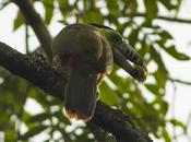 Arasarí chico (Spot-billed Toucanet) Selenidera maculirostris