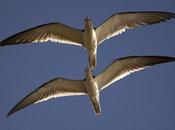 Rayador (Black Skimmer) Rynchops niger