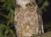 Ñacurutú (Great Horned Owl) Bubo virginianus